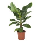 Bananenplant – 80 cm hoog<br />€26.95
