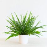 Nephrolepis Green Lady - Krulvaren - - €9,95