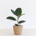 Ficus Elastica Rubberplant - €12,95