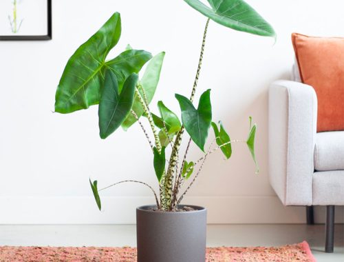 Alocasia Zebrina: Een bijzondere en makkelijk te verzorgen plant voor in huis