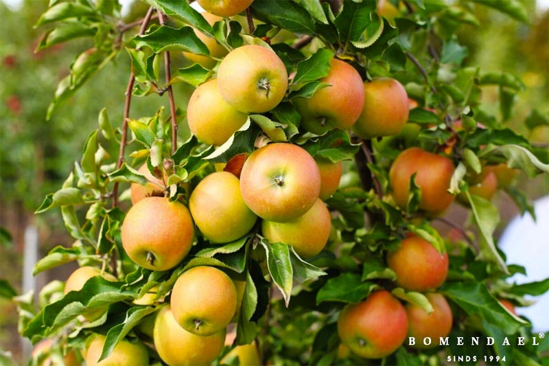 appelboom jonagold