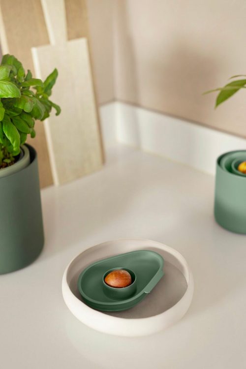 Avocado pit groeien