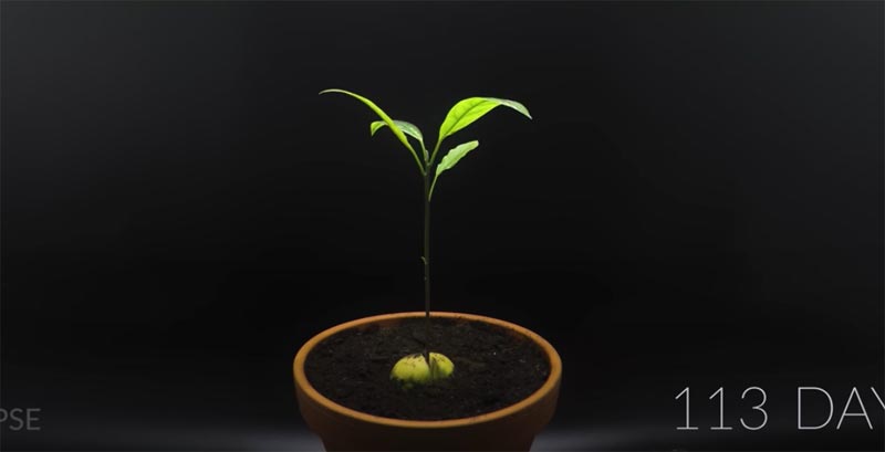 avocado pit groeien pot