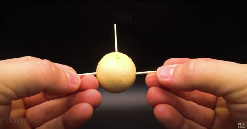 avocado pit groeien prikkers erin avocado pit groeien prikkers erin