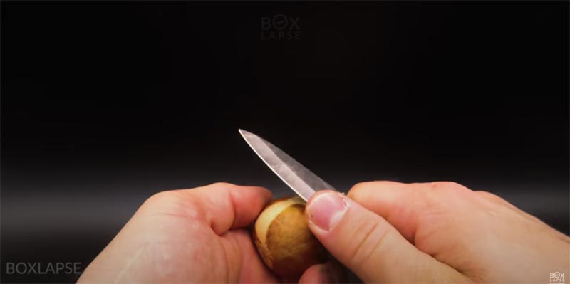 avocado pit groeien schillen avocado pit groeien schillen