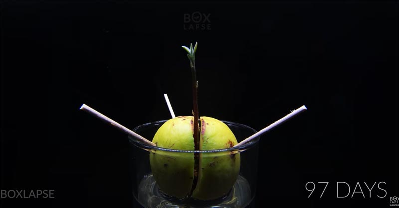 avocado pit groeien wachten avocado pit groeien wachten