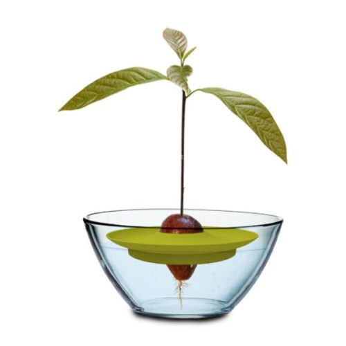 Avocado pit groeien