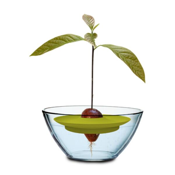 Avocado Growing Kit Ø 15 cm - €8,99 - Hier verkrijgbaar. Avocado Growing Kit Ø 15 cm - €8,99 - Hier verkrijgbaar.