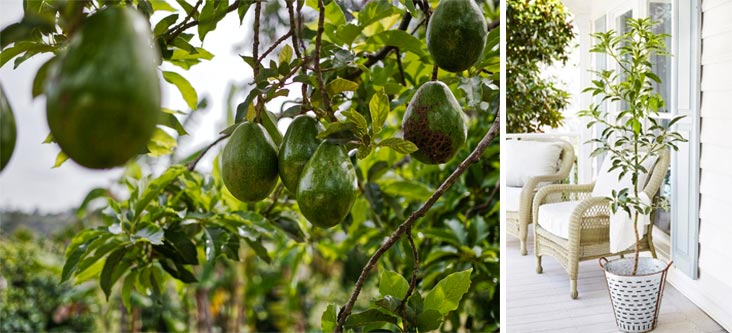 avocadoboom in tuin avocadoboom in tuin