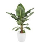 Bananenplant (Musa) met Elho Bloempot Brussels Wit<br />€38.95