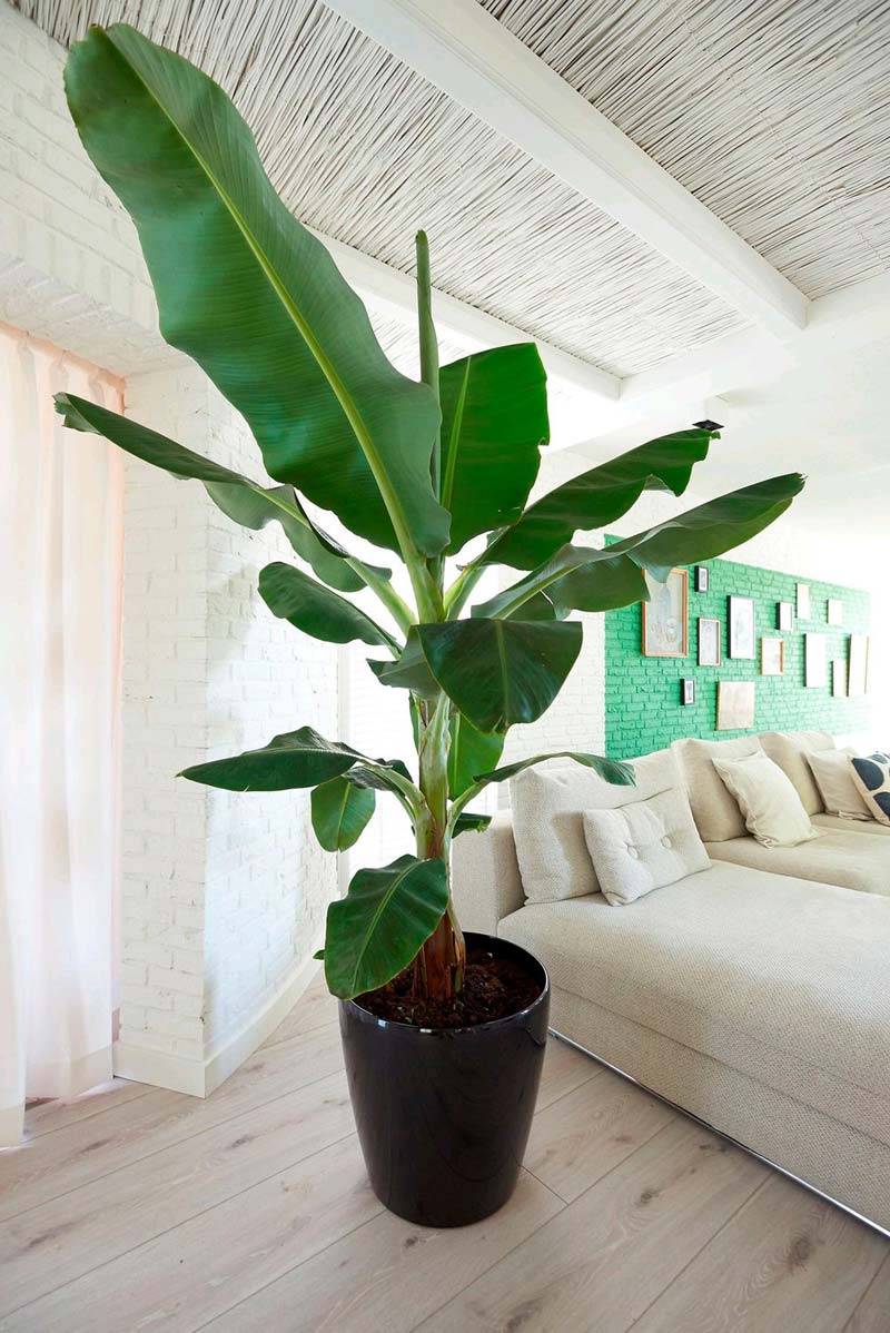 Banenenplant Banenenplant