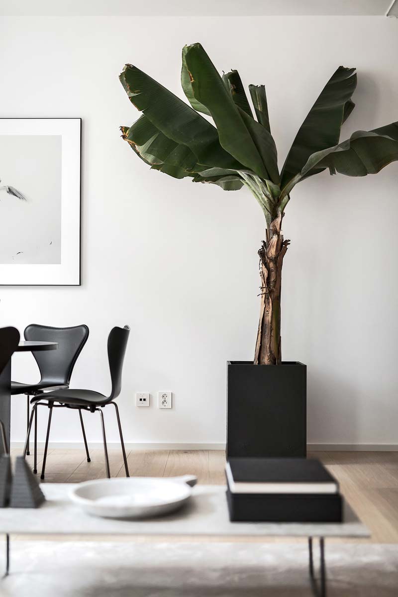 Banenenplant Banenenplant