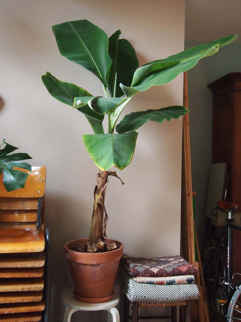 Banenenplant Banenenplant