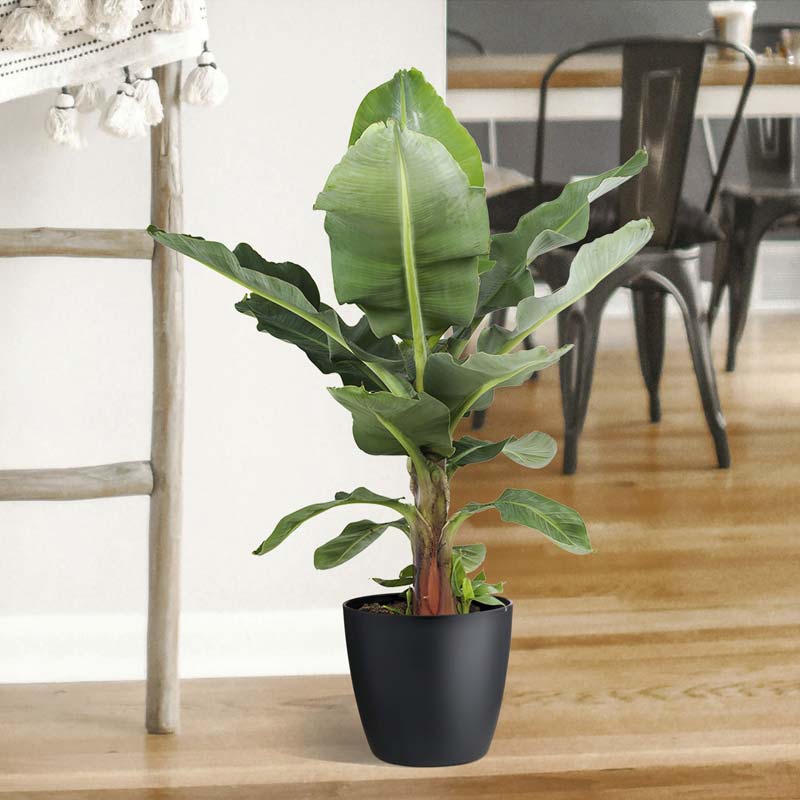 Banenenplant Banenenplant