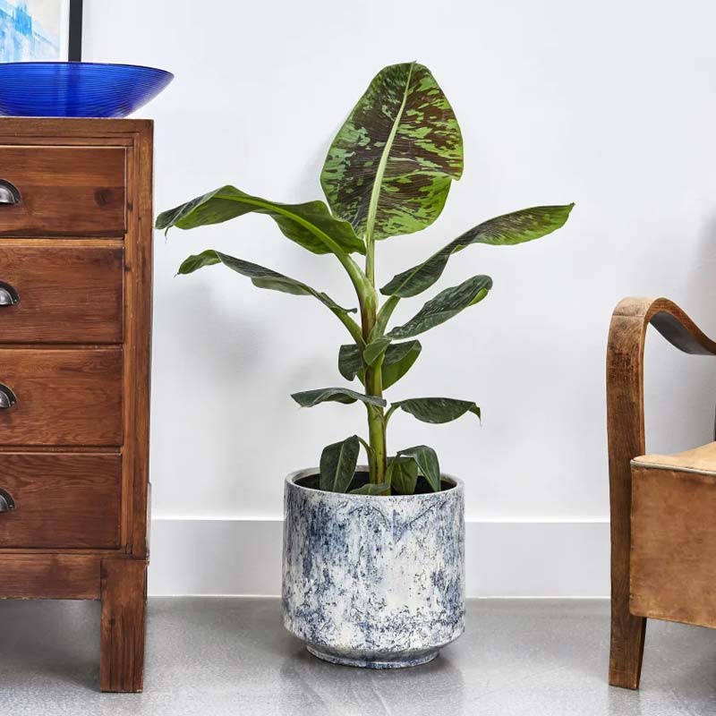 Banenenplant Banenenplant