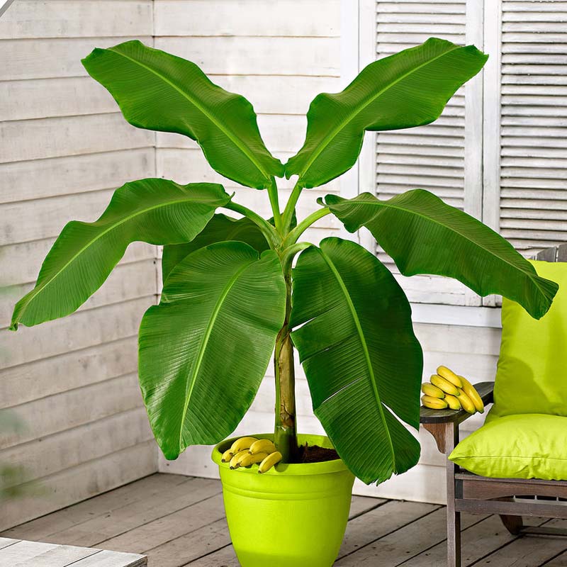 Banenenplant Banenenplant
