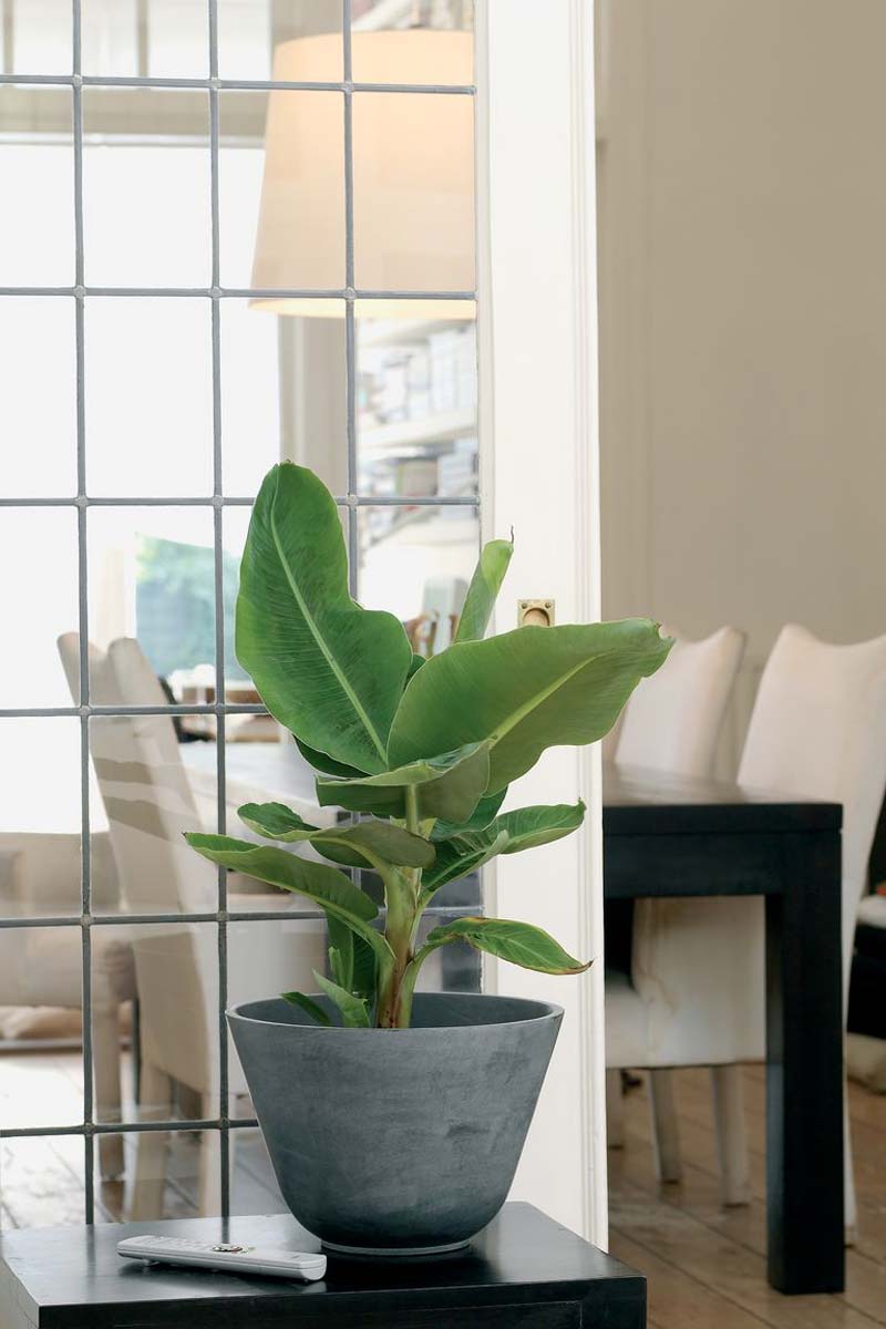 Banenenplant Banenenplant