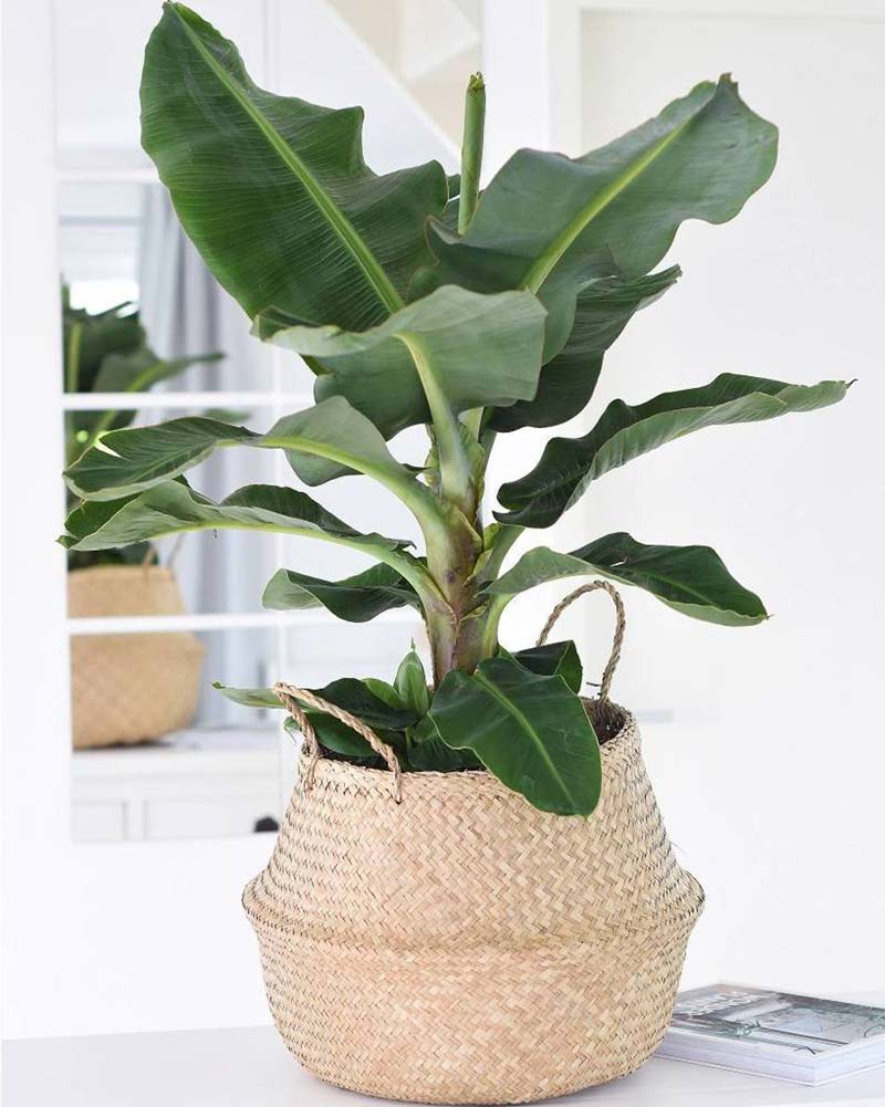 Banenenplant Banenenplant