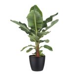 Bananenplant (Musa) met Elho Bloempot Brussels Zwart <br />€38.95
