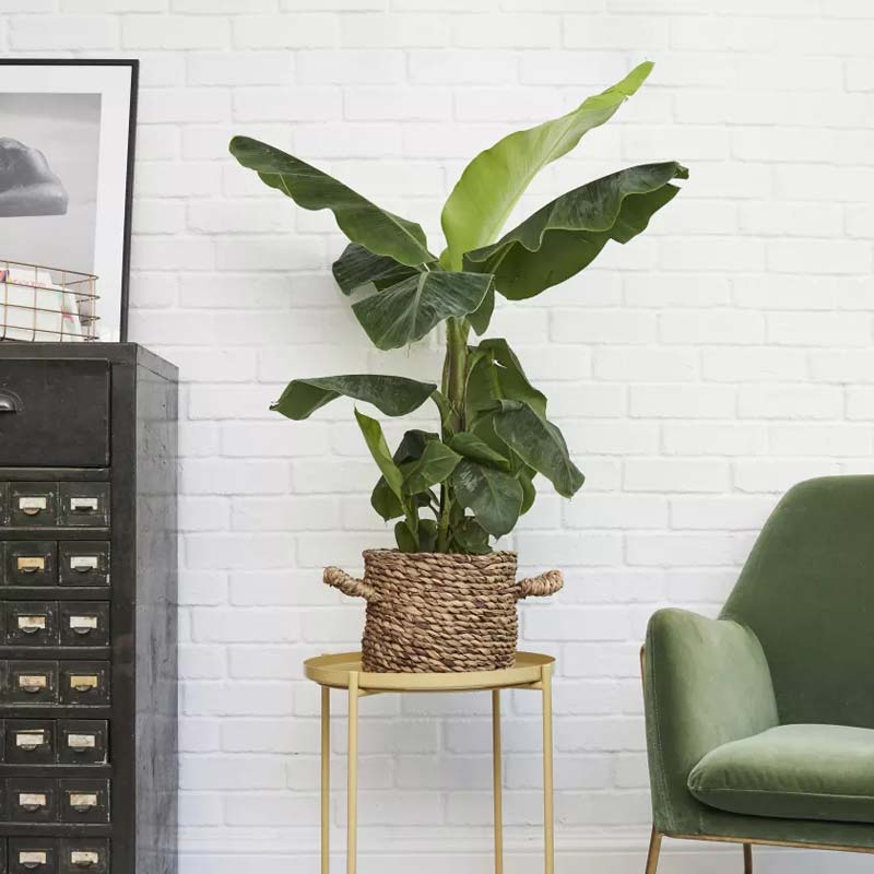 Banenenplant Banenenplant