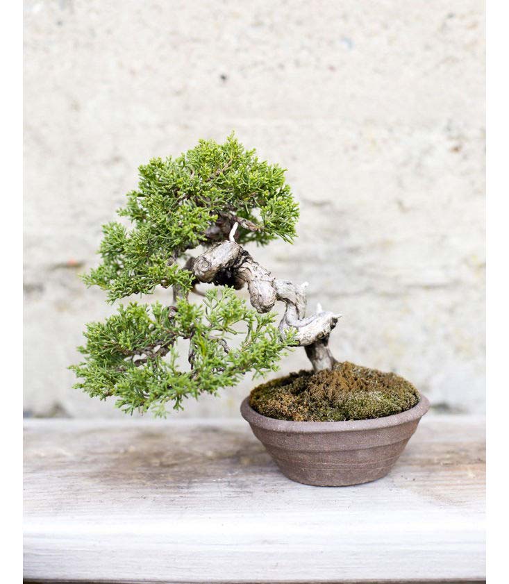 bonsai boom pot bonsai boom pot