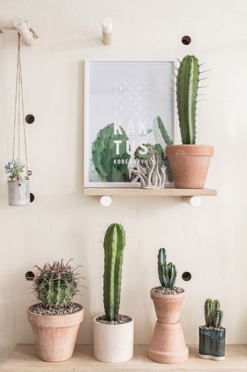 Cactus in huis