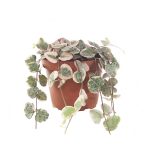 Prijs: €9,95 <br />Hoogte (incl. pot) ±: 5 cm