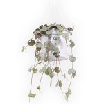 Prijs: €10,50 <br />Hoogte (incl. pot) ±: 15 cm