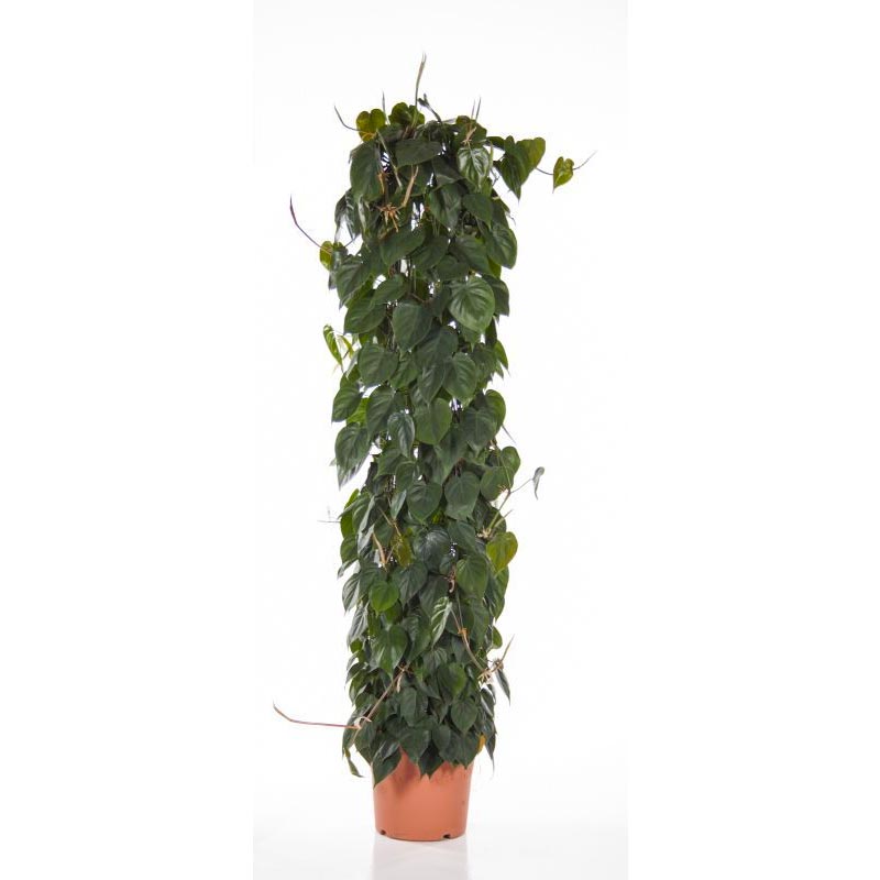 grote kamerplant klimmende boomliefhebber