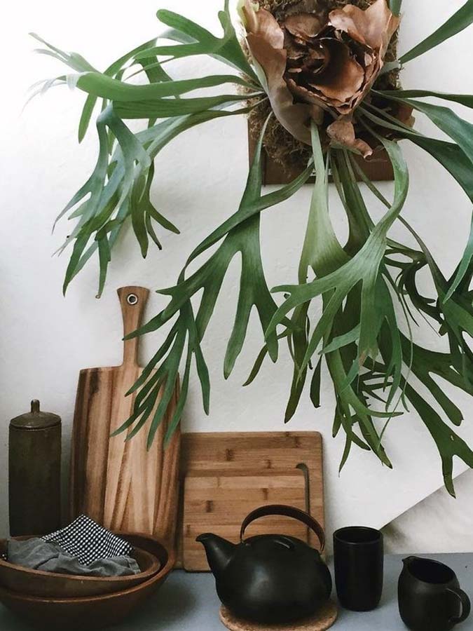 hertshoorn plant in keuken