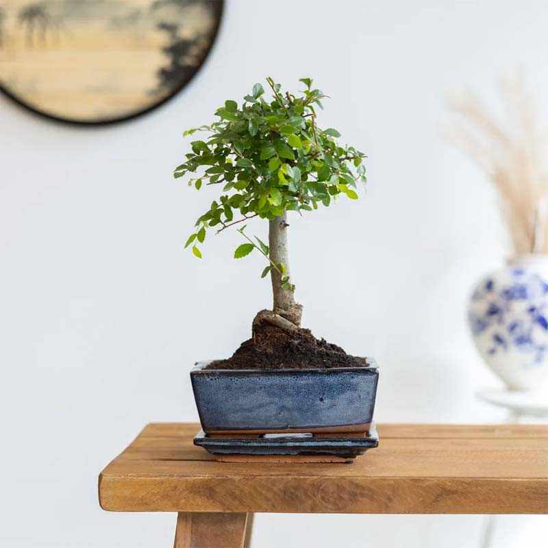 housewarming cadeau bonsai boom