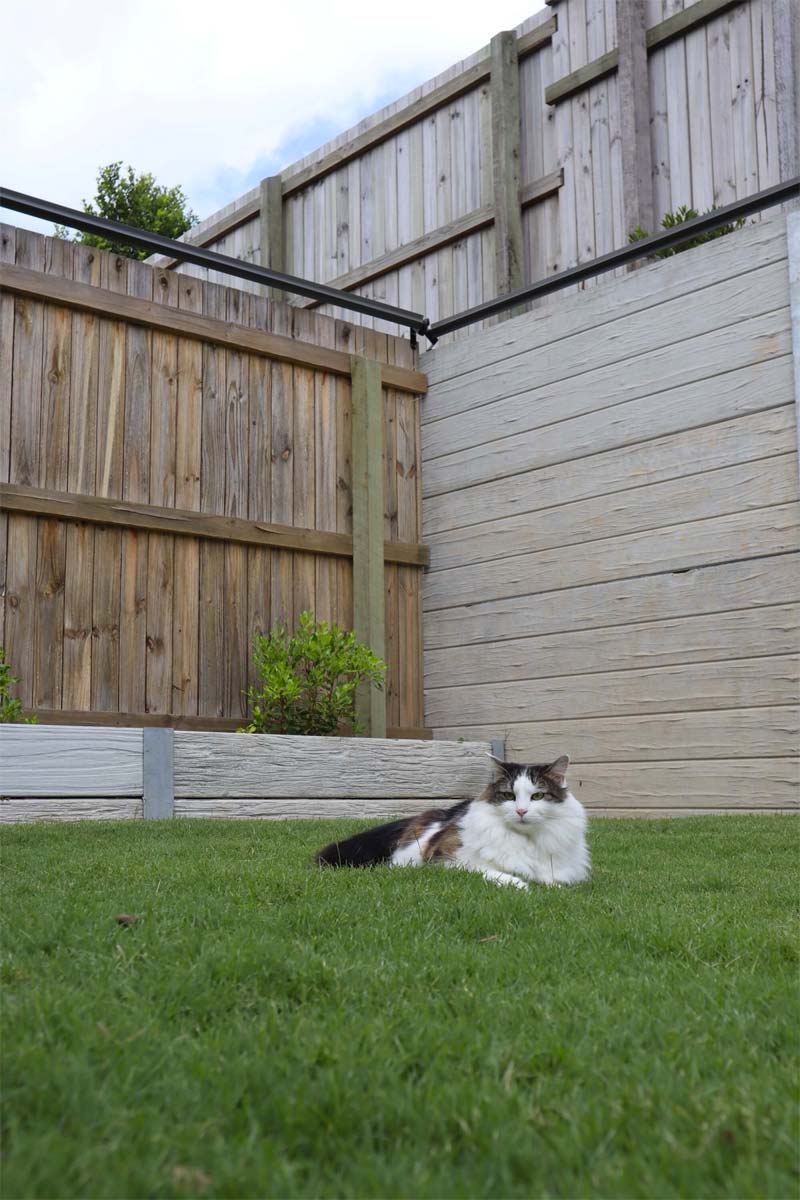 katten in tuin houden katrolsysteem