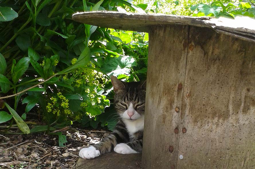katten in tuin houden schuilplaatsen