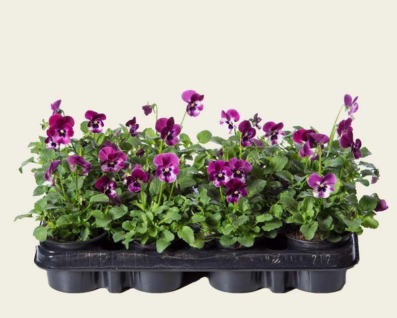 lenbebloemen violen lenbebloemen violen