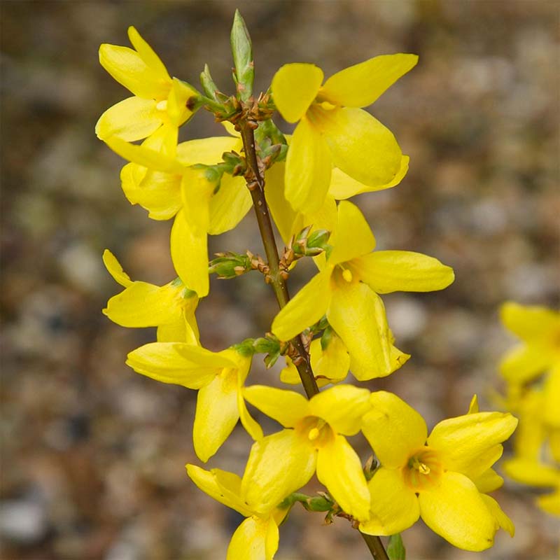 lentebloemen Forsythia lentebloemen Forsythia