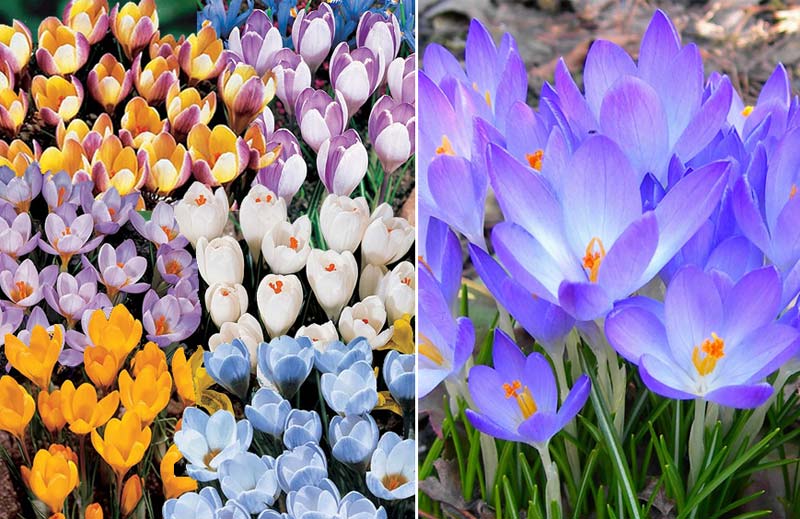 lentebloemen krokussen lentebloemen krokussen