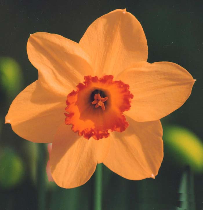 lentebloemen narcissen lentebloemen narcissen