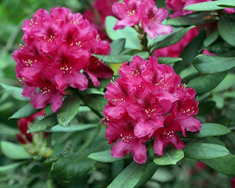 lentebloemen rhododendron