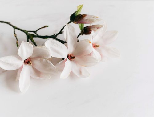 Magnolia takken: Een gids voor aankoop en onderhoud