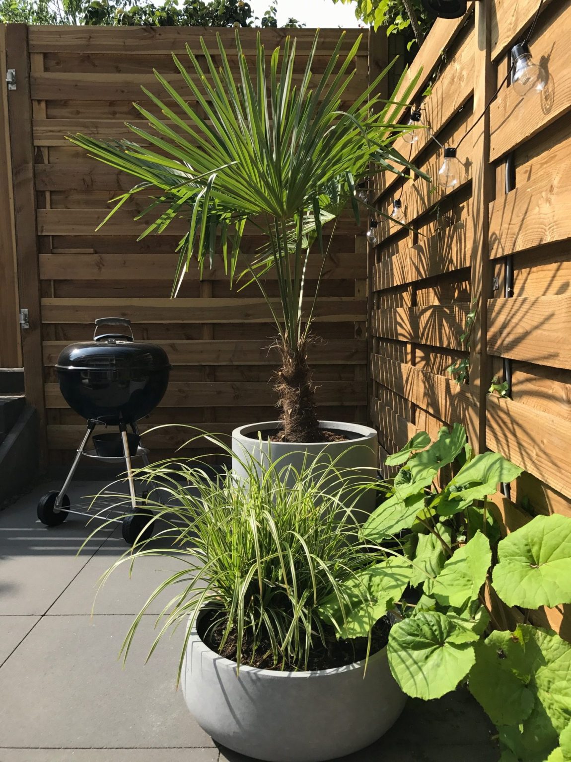 moderne kleine tuin planten potten