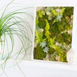 Bron: Dallavita.com