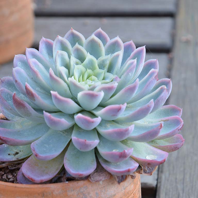 niet giftige planten voor katten Blue Echeveria niet giftige planten voor katten Blue Echeveria