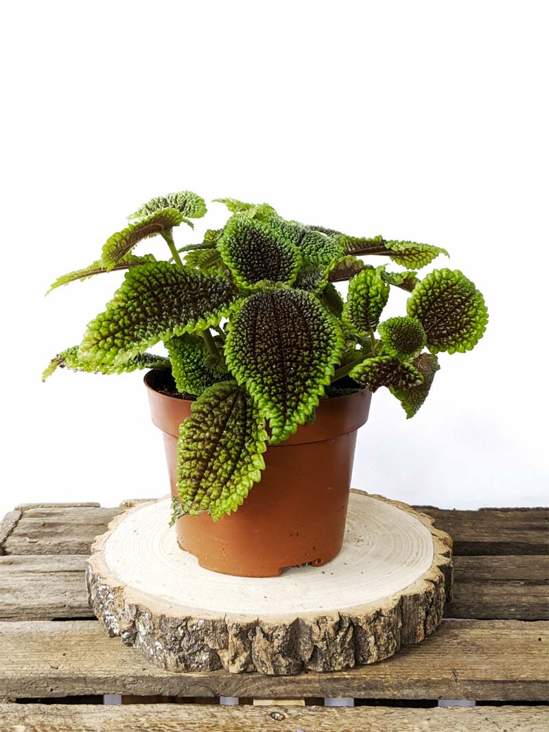 niet giftige planten voor katten Pilea moon valley niet giftige planten voor katten Pilea moon valley