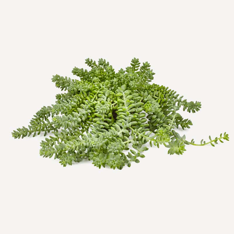 niet giftige planten voor katten Sedum morganianum Burrito niet giftige planten voor katten Sedum morganianum Burrito