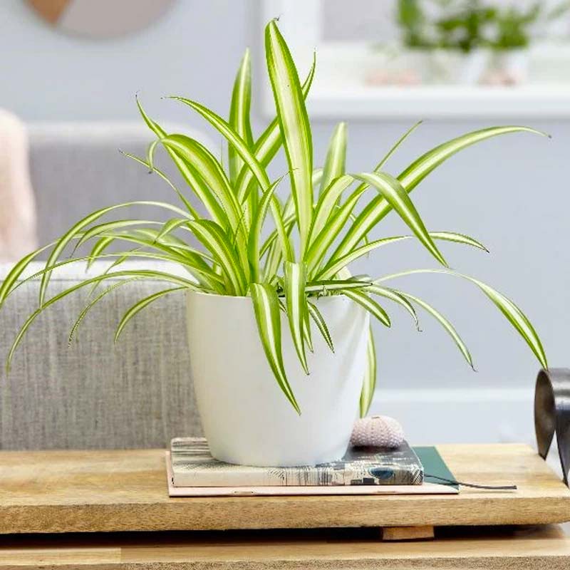 niet giftige planten voor katten graslelie niet giftige planten voor katten graslelie