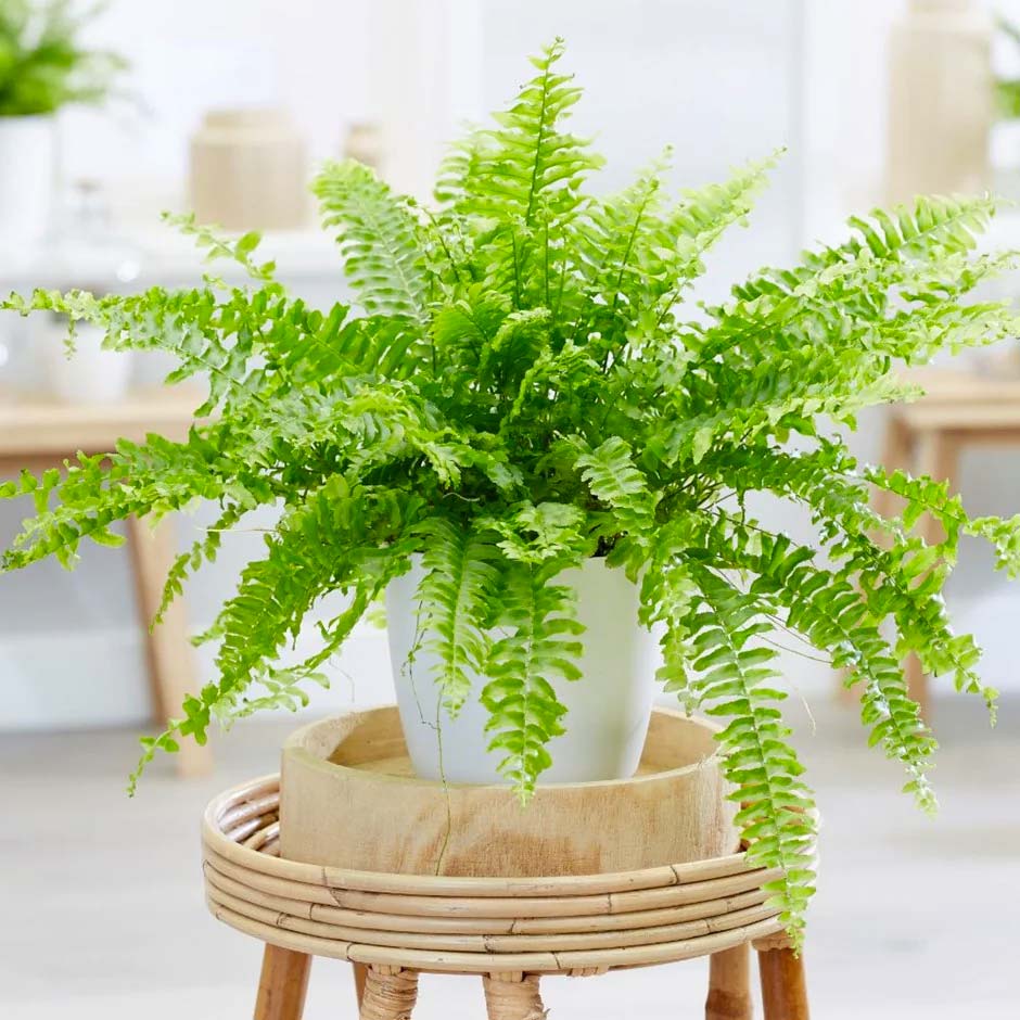 niet giftige planten voor katten krulvaren niet giftige planten voor katten krulvaren