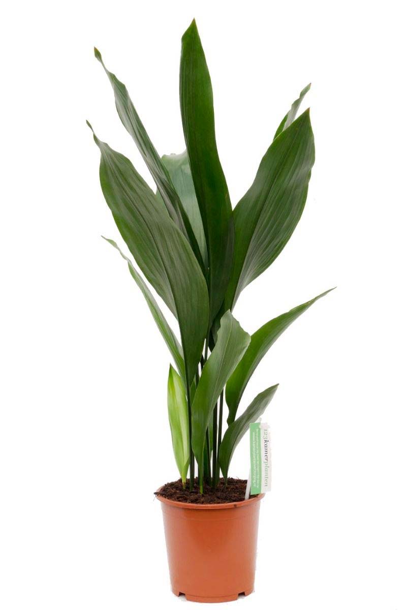 niet giftige planten voor katten kwartjesplant niet giftige planten voor katten kwartjesplant