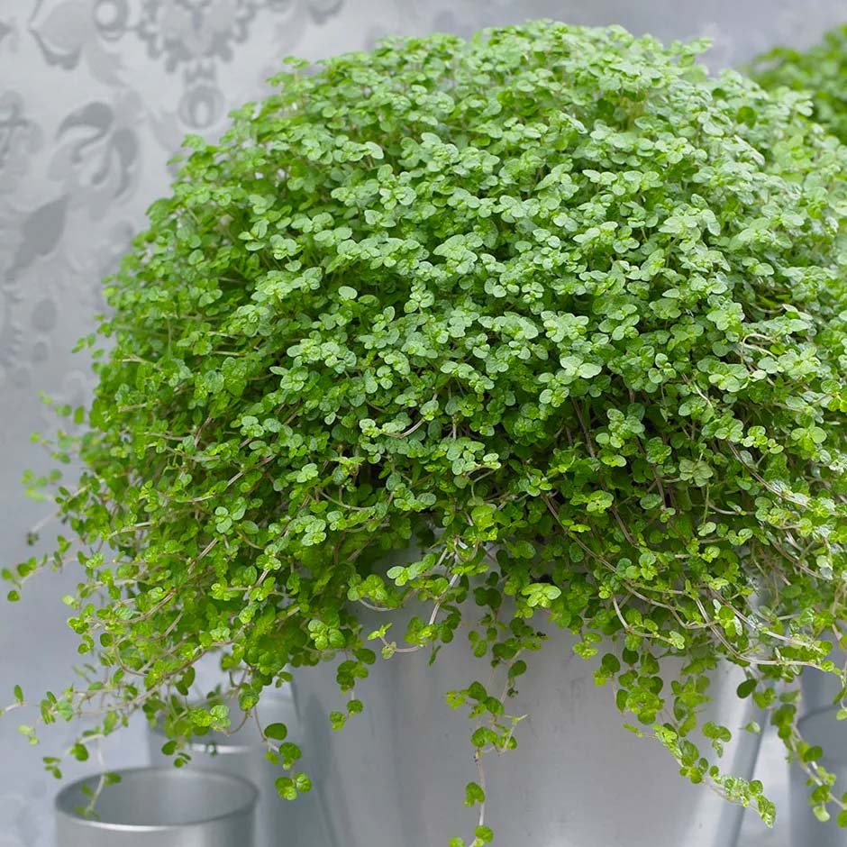 niet giftige planten voor katten slaapkamergeluk niet giftige planten voor katten slaapkamergeluk
