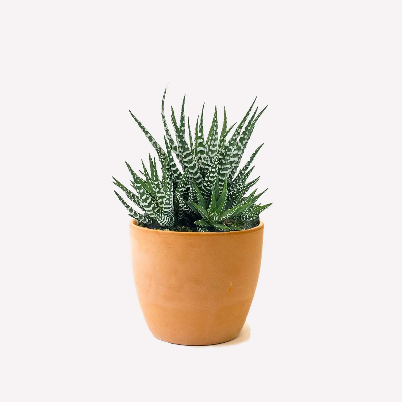 niet giftige planten voor katten zebraplant niet giftige planten voor katten zebraplant