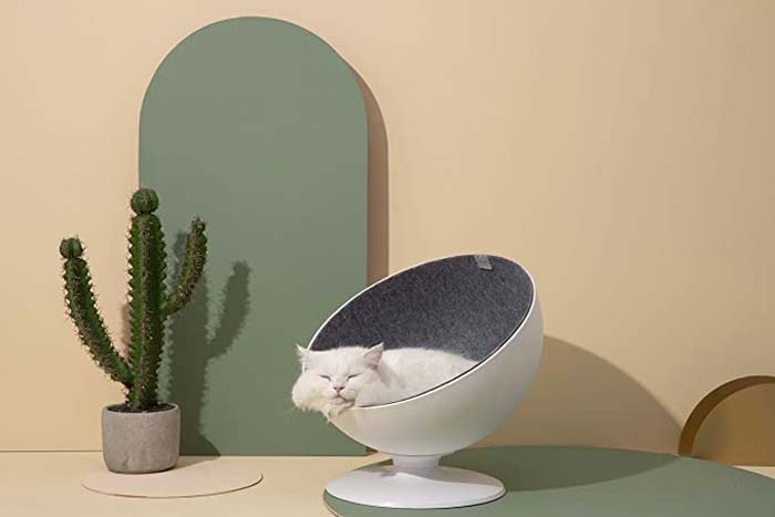 niet giftige planten voor katten niet giftige planten voor katten
